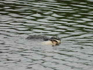 A hungry snapping turtle swimming with a large fish in its jaws. Bombay Hook National Wildlife...
