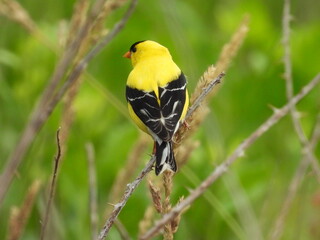 American goldfinch enjoying life within the Bombay Hook National Wildlife Refuge, Kent County,...