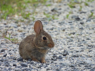 Baby eastern cottontail living within the wilderness of the Bombay Hook National Wildlife Refuge, Kent County, Delaware. 