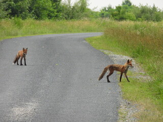 A pair of red foxes living within the wetlands of the Bombay Hook National Wildlife Refuge, Kent...