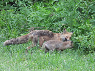 A mother red fox teaching her young kit how to hunt. Bombay Hook National Wildlife Refuge, Kent County, Delaware. 