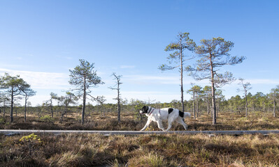 Seli Bog, Estonia - May 04 2025: Happy Landseer Dogs Enjoying a Bog walk at Seli Mire. Spring Morning in Scenic Wetland with Peat Moss, Swamp Grass, and Reflections in bog pool.