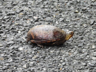 Eastern mud turtle crawling across gravel, within the Bombay Hook National Wildlife Refuge, Kent County, Delaware.