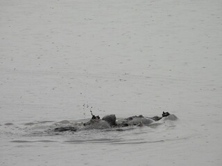 A large snapping turtle pursuing another of its kind, during a rainstorm, Only one will prevail....