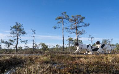 Seli Bog, Estonia - May 04 2025: Happy Landseer Dogs Enjoying a Bog walk at Seli Mire. Spring Morning in Scenic Wetland with Peat Moss, Swamp Grass, and Reflections in bog pool.