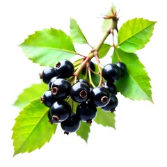 black currant isolated on white