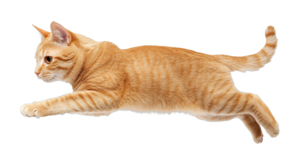 Graceful orange tabby cat in mid-flight leap, cut out - stock png.