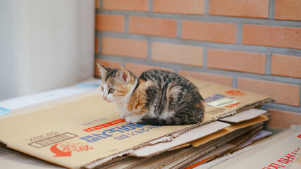 한국 삼색 아기 길고양이 Korean calico stray cat © 이 고은