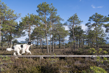 Seli Bog, Estonia - May 04 2025: Happy Landseer Dogs Enjoying a Bog walk at Seli Mire. Spring Morning in Scenic Wetland with Peat Moss, Swamp Grass, and Reflections in bog pool.