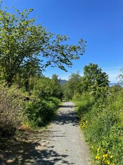 footpath in the forest