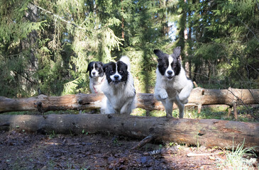 Estonia - May 03 2025:  Bright spring morning in Kakerdaja Mire – three joyful Landseer dogs leaping over fallen tree trunks in a wild, scenic wetland landscape full of energy and natural beauty.