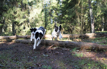 Estonia - May 03 2025:  Bright spring morning in Kakerdaja Mire – three joyful Landseer dogs leaping over fallen tree trunks in a wild, scenic wetland landscape full of energy and natural beauty.