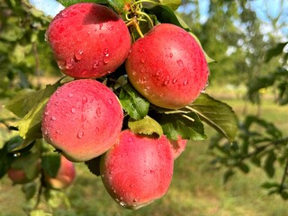Red apples in fruit orchard