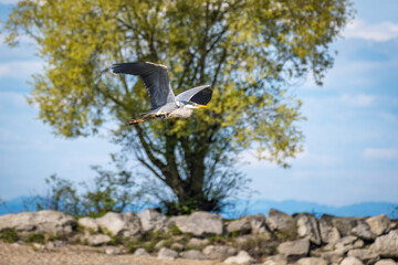 fliegender Graureiher im Uferbereich des Bodensees