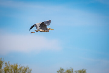 fliegender Graureiher im Uferbereich des Bodensees