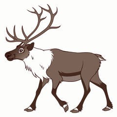 Fototapeta premium Reindeer walking against a plain background