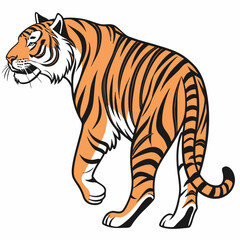 Fototapeta premium Tiger walking against a white background