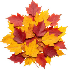 Fototapeta premium pile of Colorful Autumn Maple Leaves on transparent background