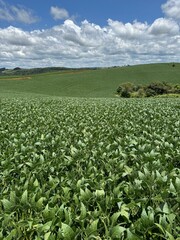 Soybean Field in Full Growth