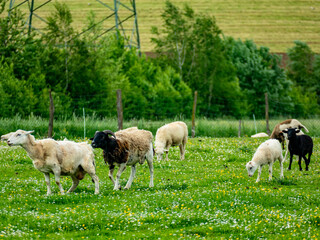 Obraz premium Kleine Schafherde auf der Weide im Frühjahr