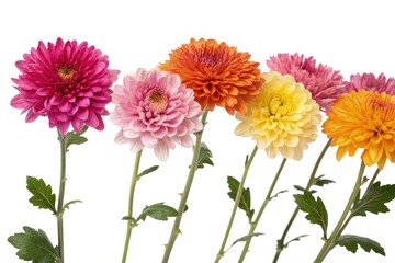 Colorful Row of Vibrant Chrysanthemum Flowers on Display Generative AI