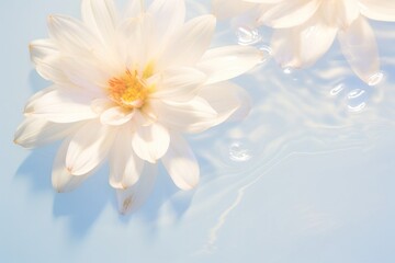 Fototapeta premium Minimal aesthetic background holography flower petal plant.