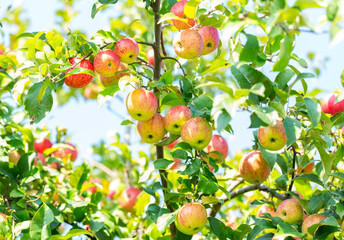 ripe red apples hanging on tree in orchard garden