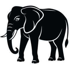 elephant isolated on white