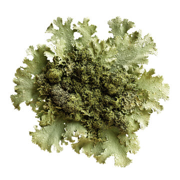 Detailed Close-up of a Frosty Lichen, Peltigera aphthosa, with Intricate Texture and Color