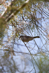 A shot from below of a male Sardinian warbler bird, Curruca melanocephala, sitting on a tree. Taken...