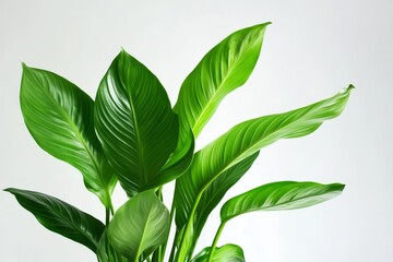 Close up of vibrant peace lily leaves against a plain backdrop.