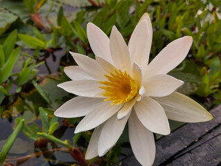Serene White Water Lily in Bloom