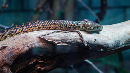 A snaks slithering along a branch. An extreme close-up, macro headshot of a madagascan tree boa. The detail and pattern on his head is a mix of symmetrical shapes in a dark brown colour