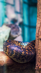A deadly snake sleeping by a tree branch. A sleepy madagascan tree boa with copper and brown scaly skin is curled up on a tree branch in a zoo under warm lights