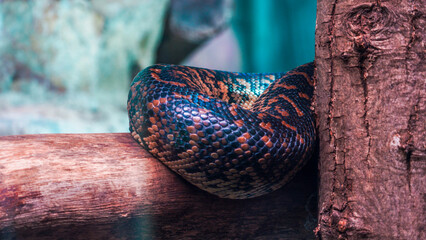 A deadly snake sleeping by a tree branch. A sleepy madagascan tree boa with copper and brown scaly skin is curled up on a tree branch in a zoo under warm lights