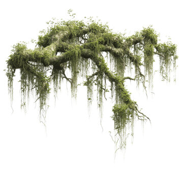 Spanish Moss Draped Over Tree Branches, Isolated on White Transparent background