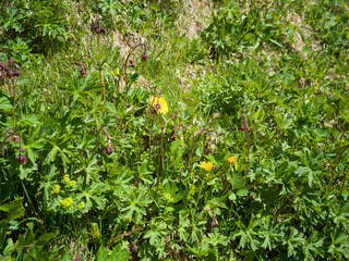 Bumblebee in the Green