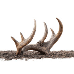 Fototapeta premium Shed Antler on the Ground - Majestic Wildlife Trophy