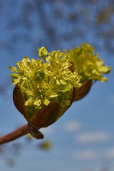 The flower buds of the holly maple are blooming (lat. Acer platanoides). Holly maple is a woody...