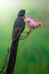 A flap bird perches delicately on a vibrant flower head, showcasing its intricate details and natural grace; sharp focus highlights its texture against the soft bokeh of the background.