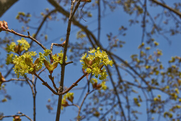 The flower buds of the holly maple are blooming (lat. Acer platanoides). Holly maple is a woody...