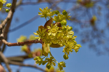 The flower buds of the holly maple are blooming (lat. Acer platanoides). Holly maple is a woody plant species of the genus Maple (Acer) of the Sapindaceae family.