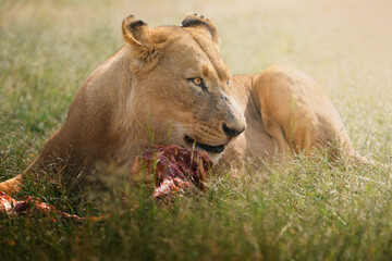 A lioness crouches in an open savanna field, feeding on her fresh kill under the golden sun,...