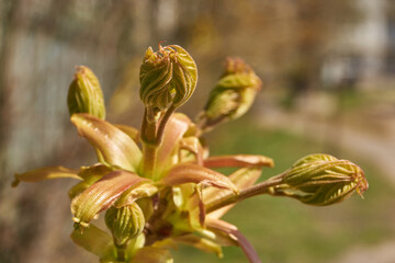 From the leaf buds of the holly maple (Lat. Acer platanoides) the leaves unfolded. Holly maple, or sycamore maple is a woody plant a species of the genus Maple (Acer) of the Sapindaceae family.