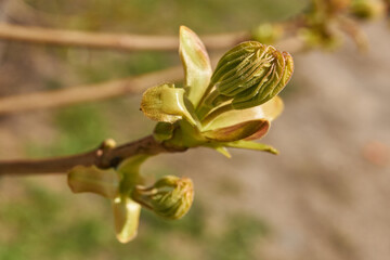 From the leaf buds of the holly maple (Lat. Acer platanoides) the leaves unfolded. Holly maple, or...
