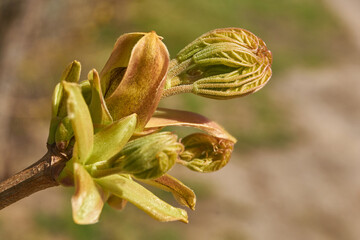 From the leaf buds of the holly maple (Lat. Acer platanoides) the leaves unfolded. Holly maple, or...