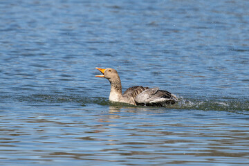 The greylag goose, Anser anser is a species of large goose