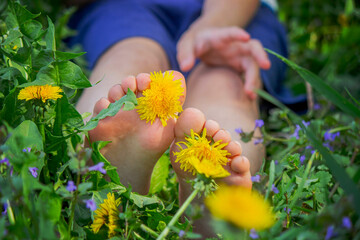 Close up of a child barefoot with yellow dandelion flowers on fresh green grass.Summer spring season
