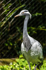 Demoiselle Crane, Anthropoides virgo are living in the bright green meadow during the day time