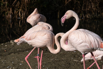 The American flamingo, Phoenicopterus ruber is a large species of flamingo